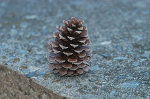 Loblolly pine cone